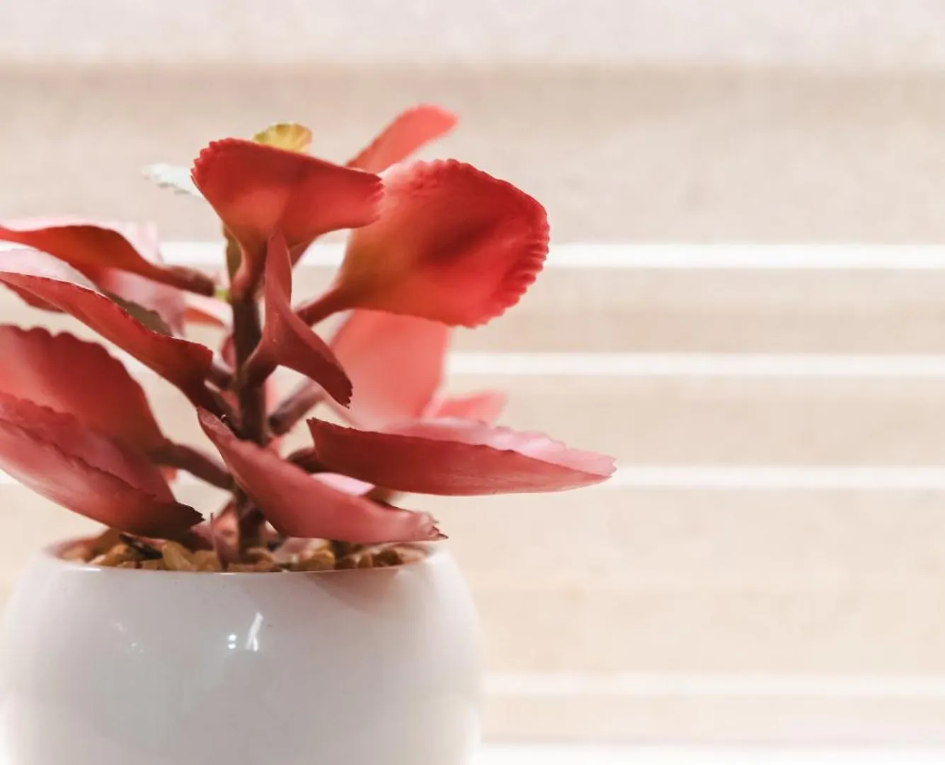 פלמה דה מיורקה Borne Suites Ti By Mallorcasuites 0*, פלמה דה מיורקה